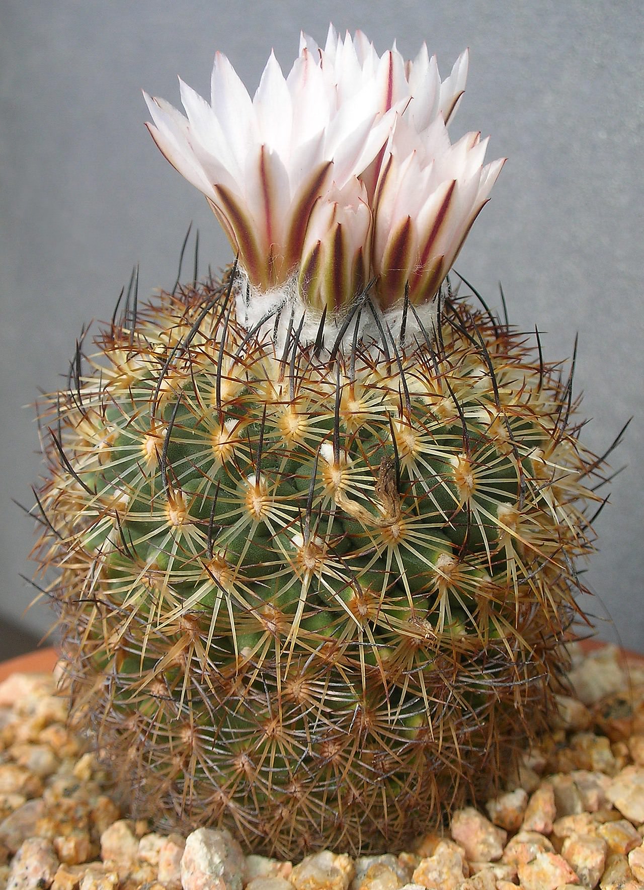 Turbinicarpus ysabelae